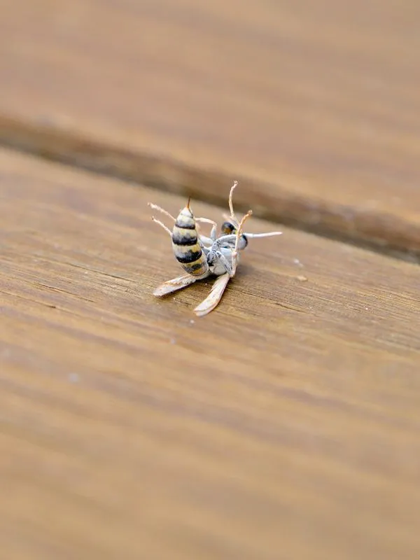 Intervention guêpes et frelons